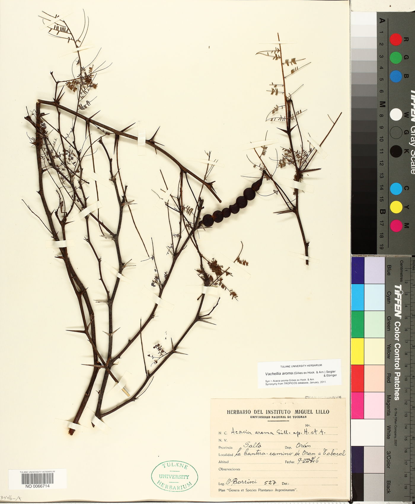 Vachellia aroma image