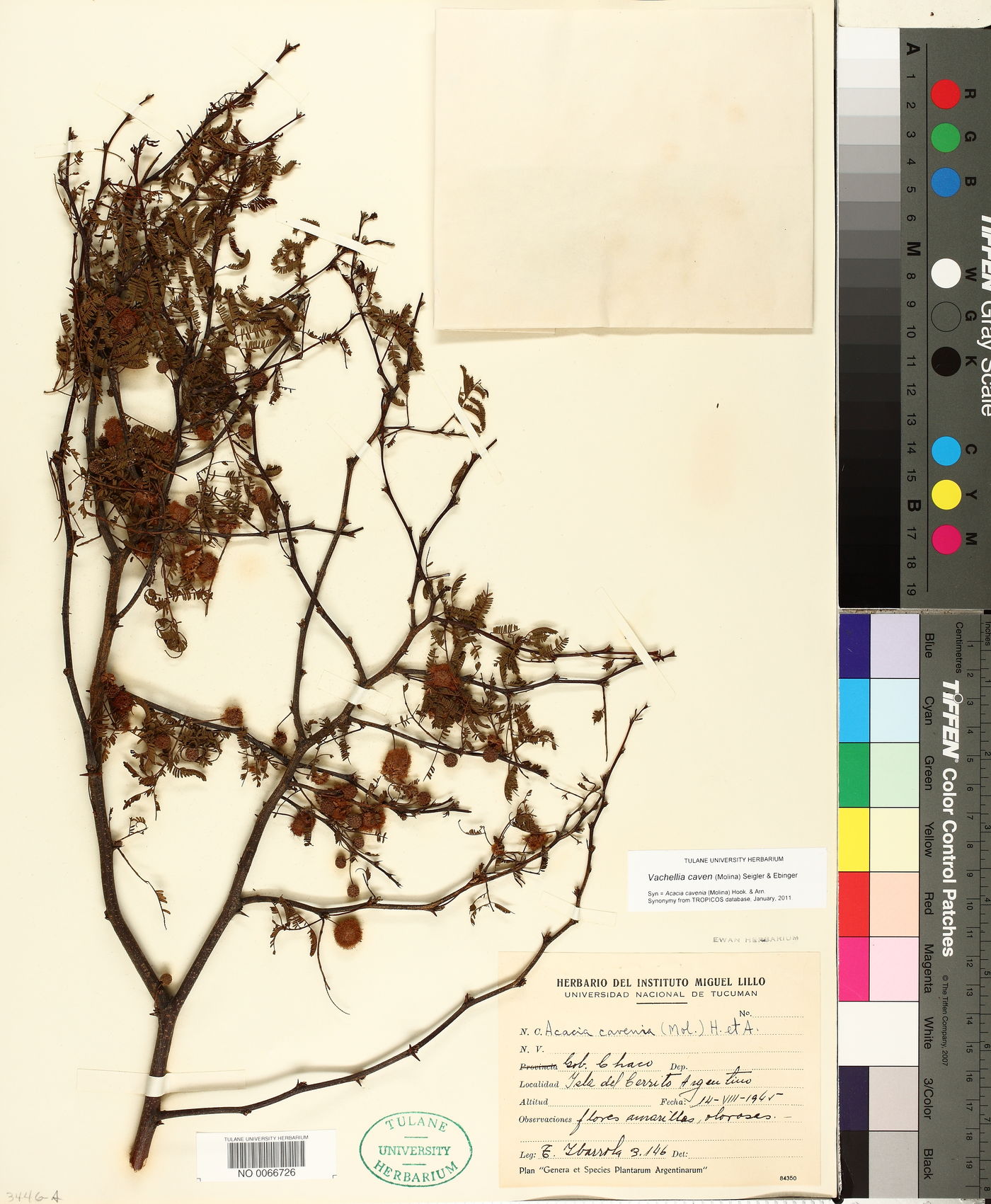Vachellia caven image