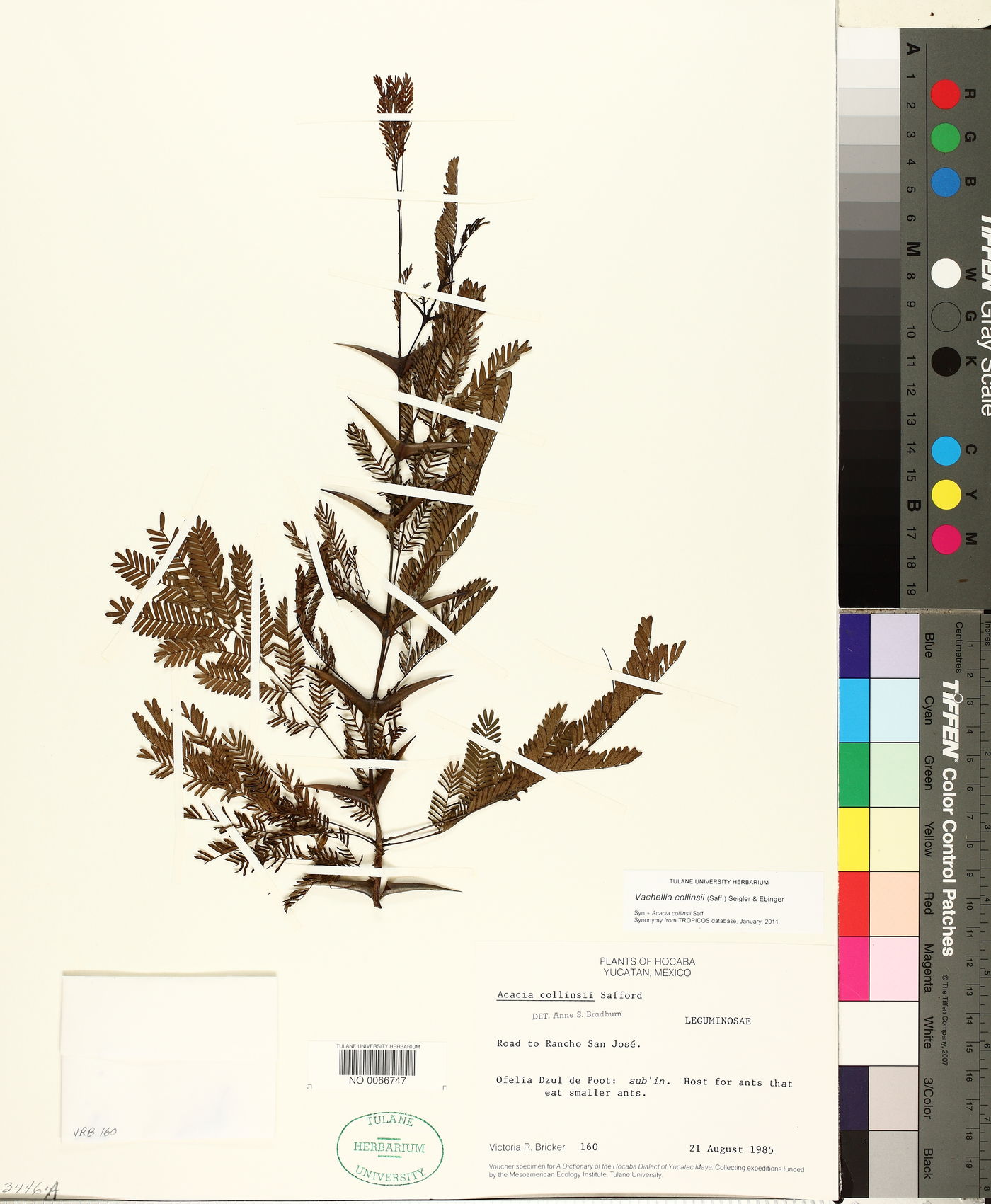 Vachellia collinsii image