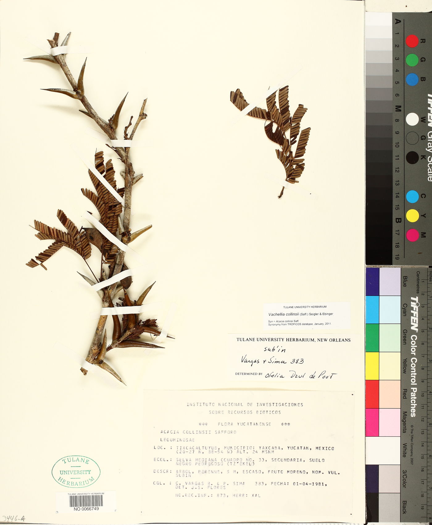 Vachellia collinsii image