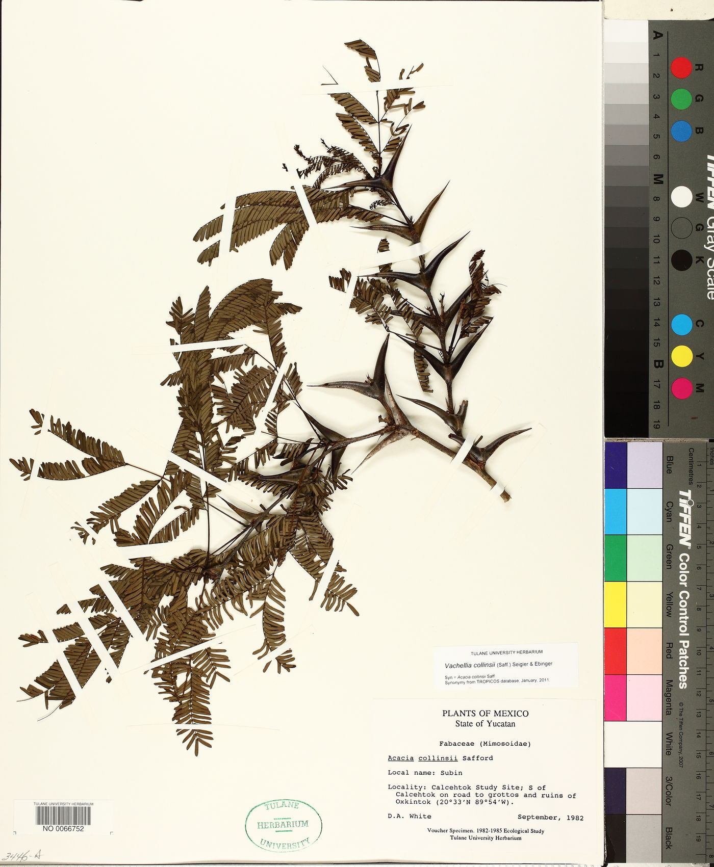 Vachellia collinsii image