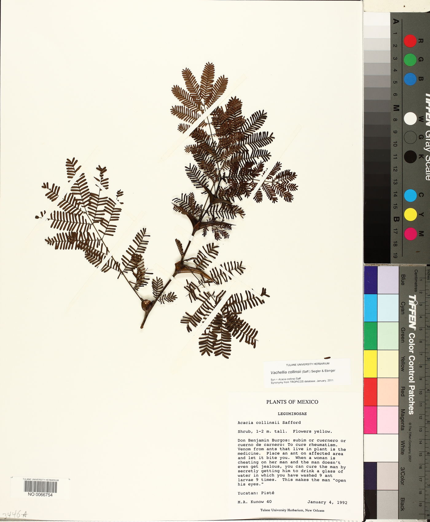 Vachellia collinsii image