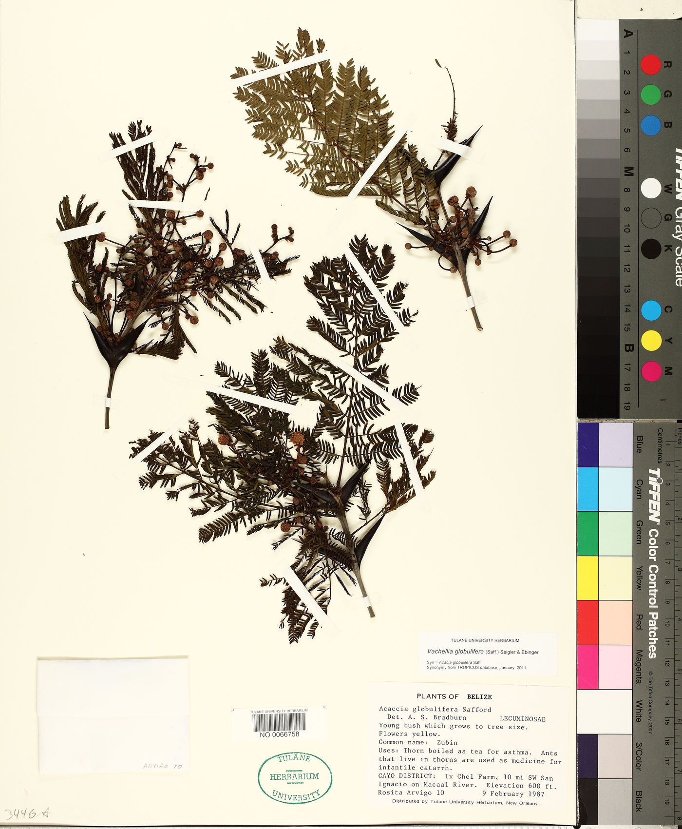 Vachellia globulifera image