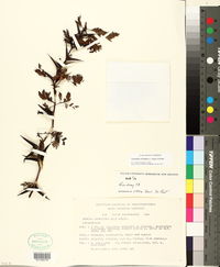 Vachellia cornigera image