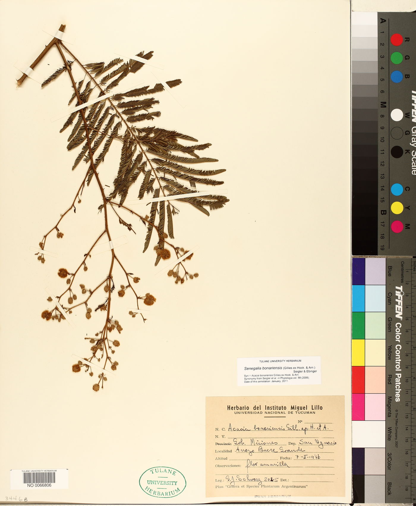 Senegalia bonariensis image