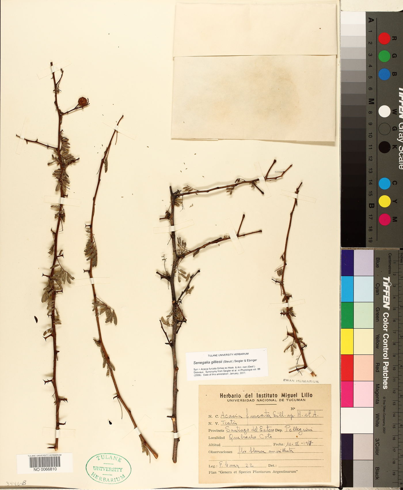 Senegalia gilliesii image