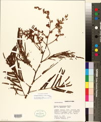 Image of Senegalia loretensis