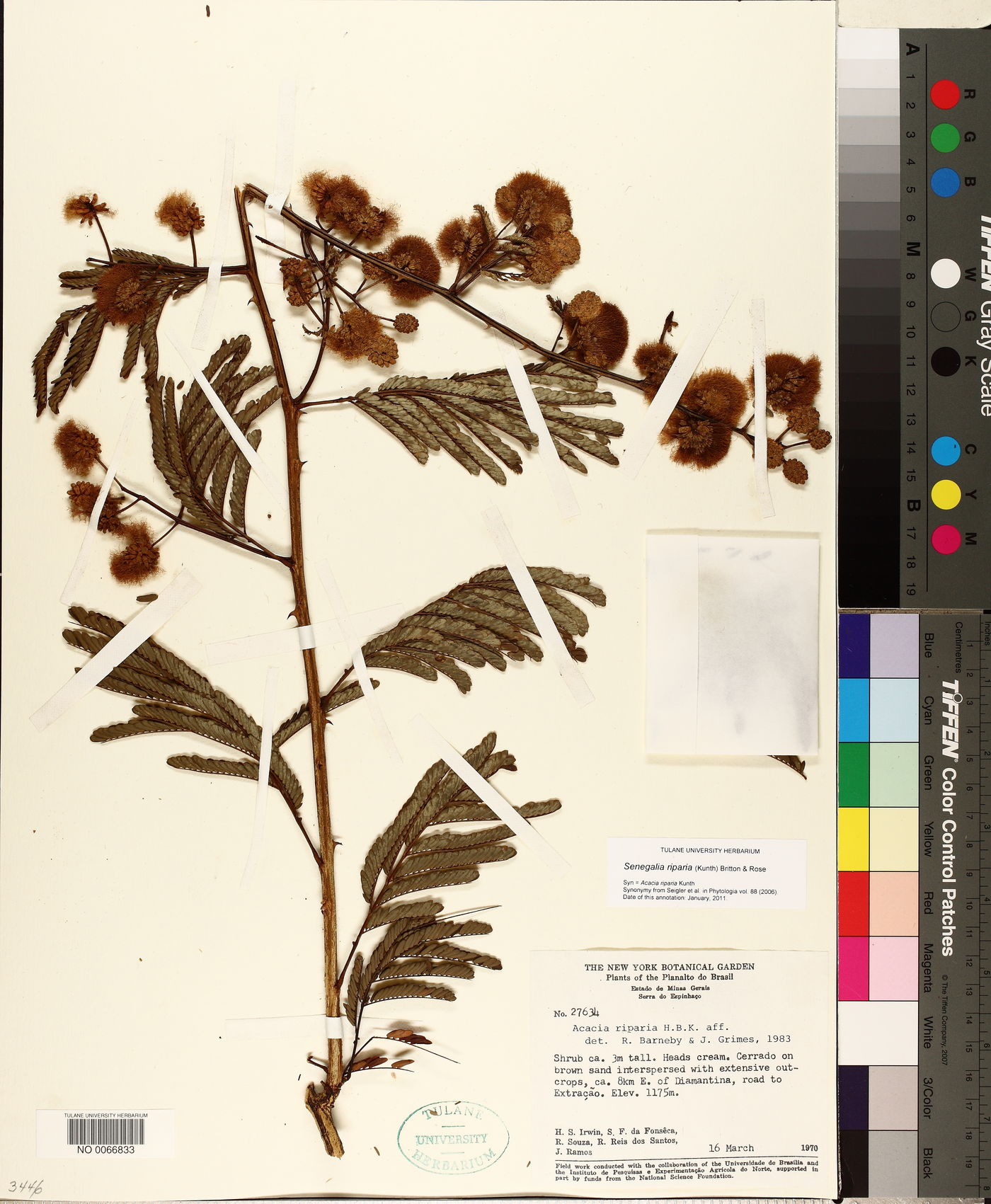 Senegalia riparia image