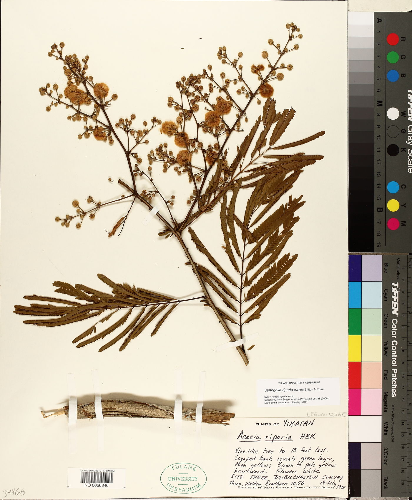 Senegalia riparia image