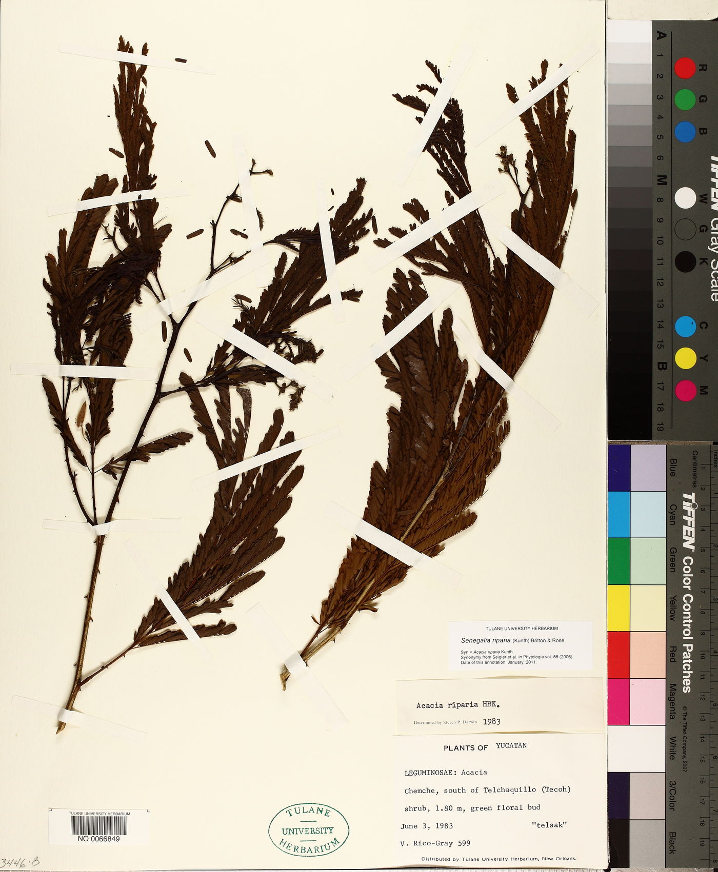 Senegalia riparia image