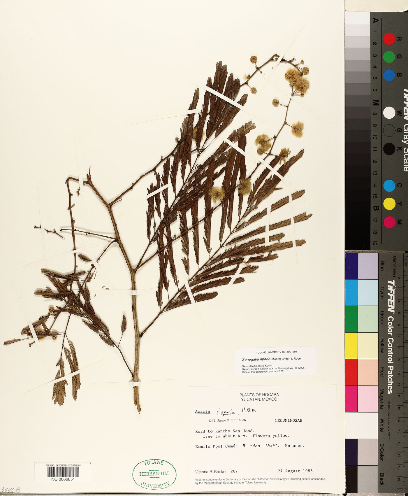 Senegalia riparia image