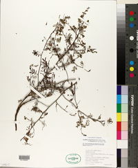 Acaciella angustissima var. texensis image