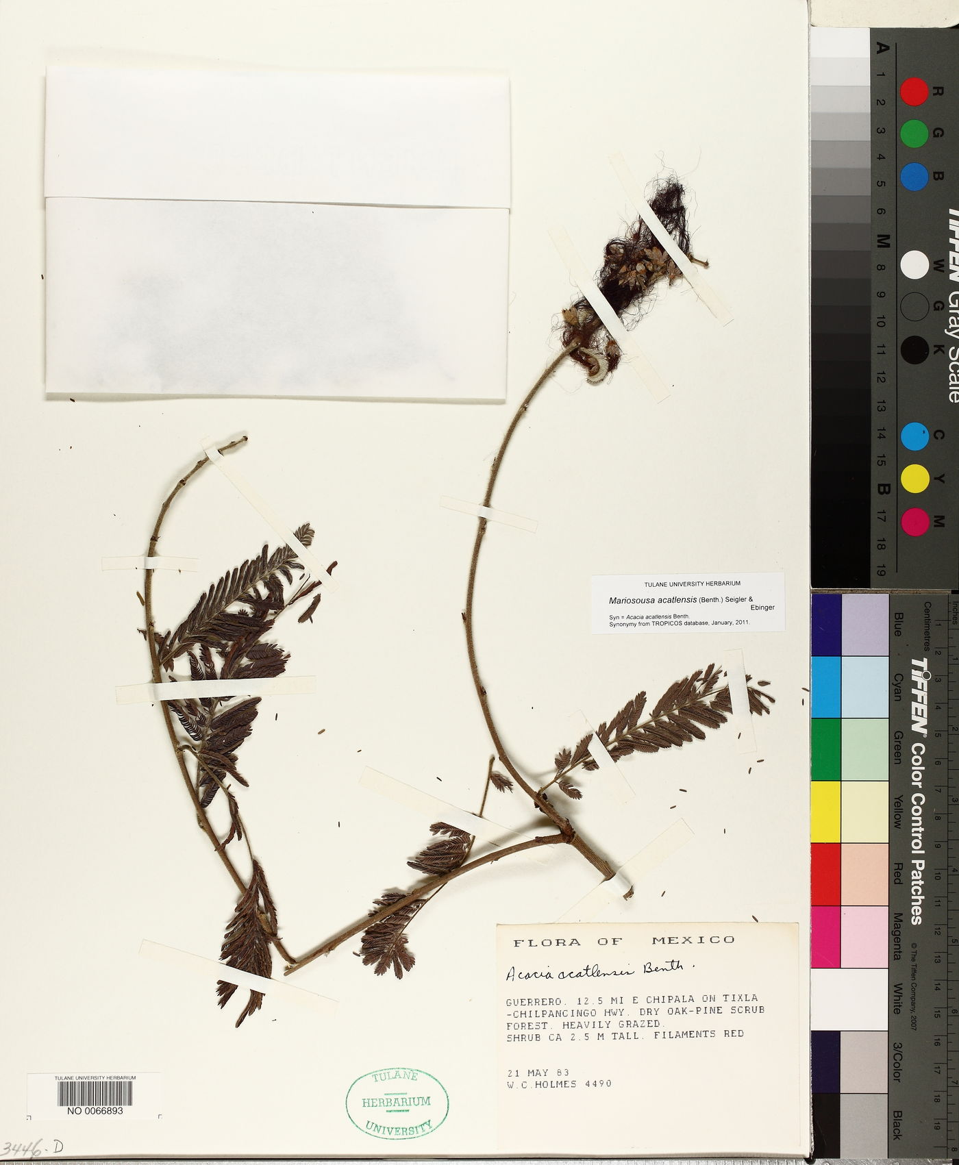 Mariosousa acatlensis image