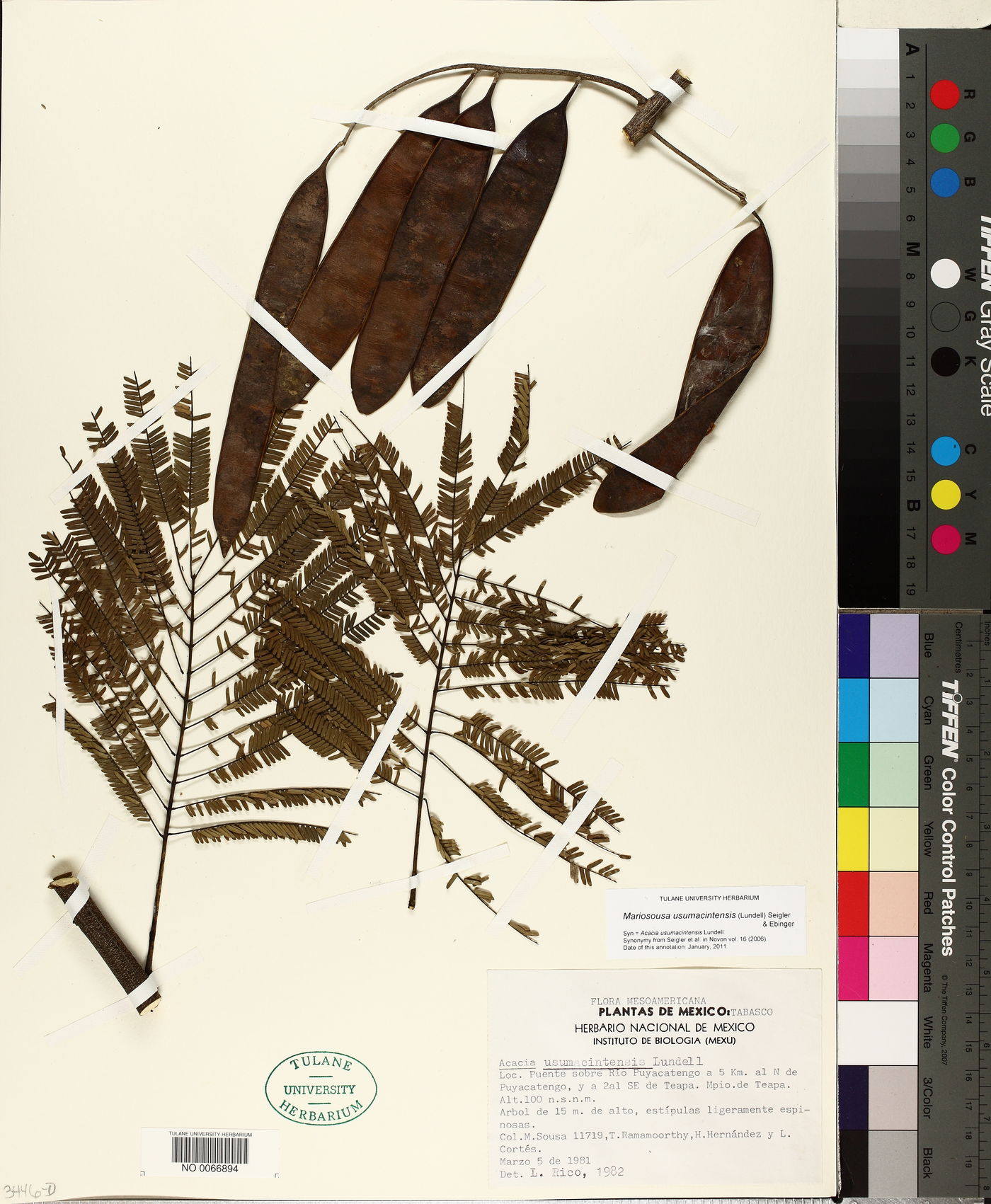 Mariosousa usumacintensis image