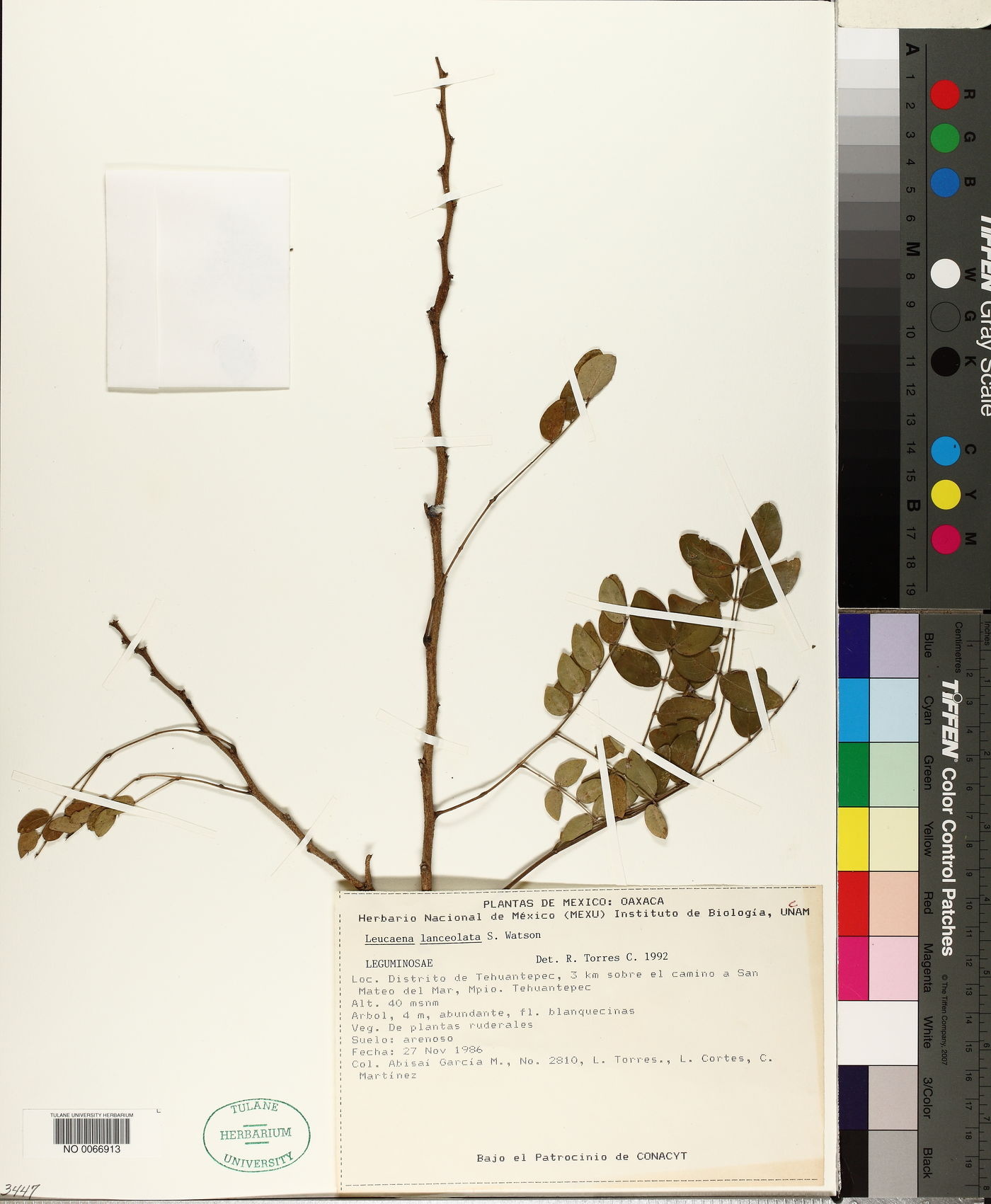 Leucaena lanceolata image