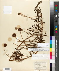 Mimosa hystricina image