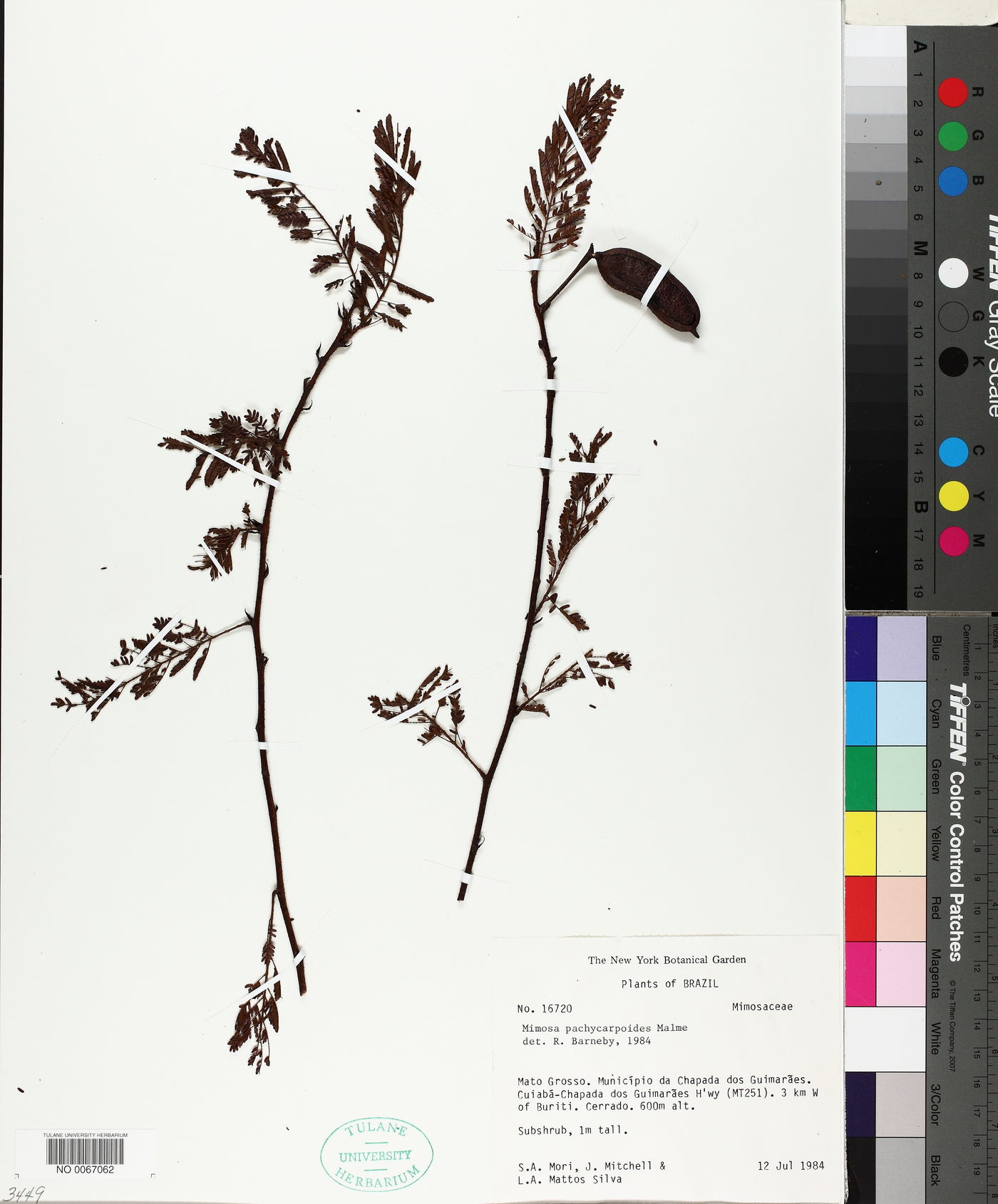 Mimosa pachycarpoides image