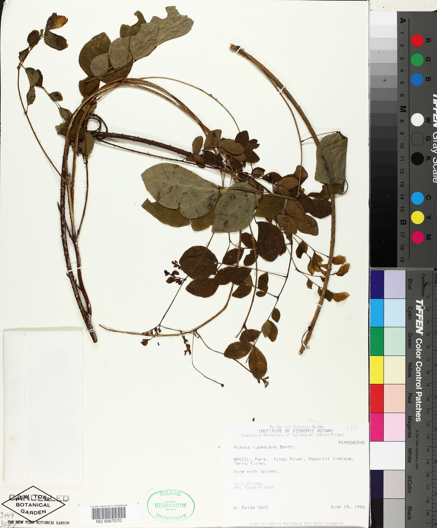Mimosa rufescens image