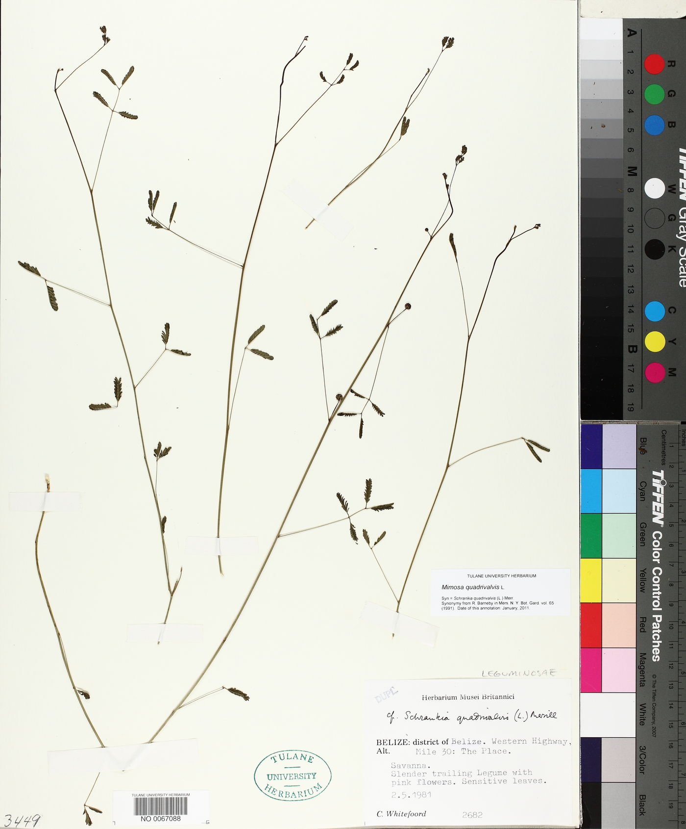 Mimosa quadrivalvis image