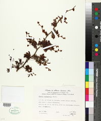 Mimosa bahamensis image