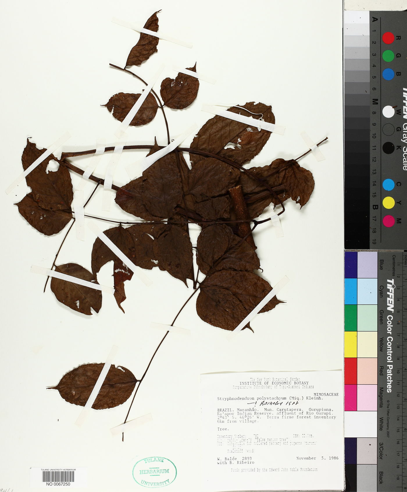 Stryphnodendron polystachyum image