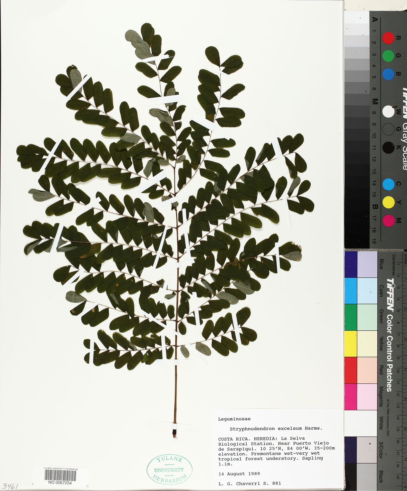 Stryphnodendron microstachyum image