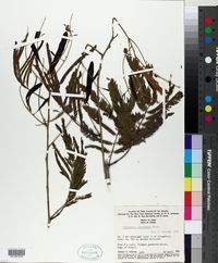 Image of Piptadenia macradenia