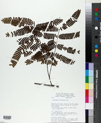 Image of Piptadenia suaveolens