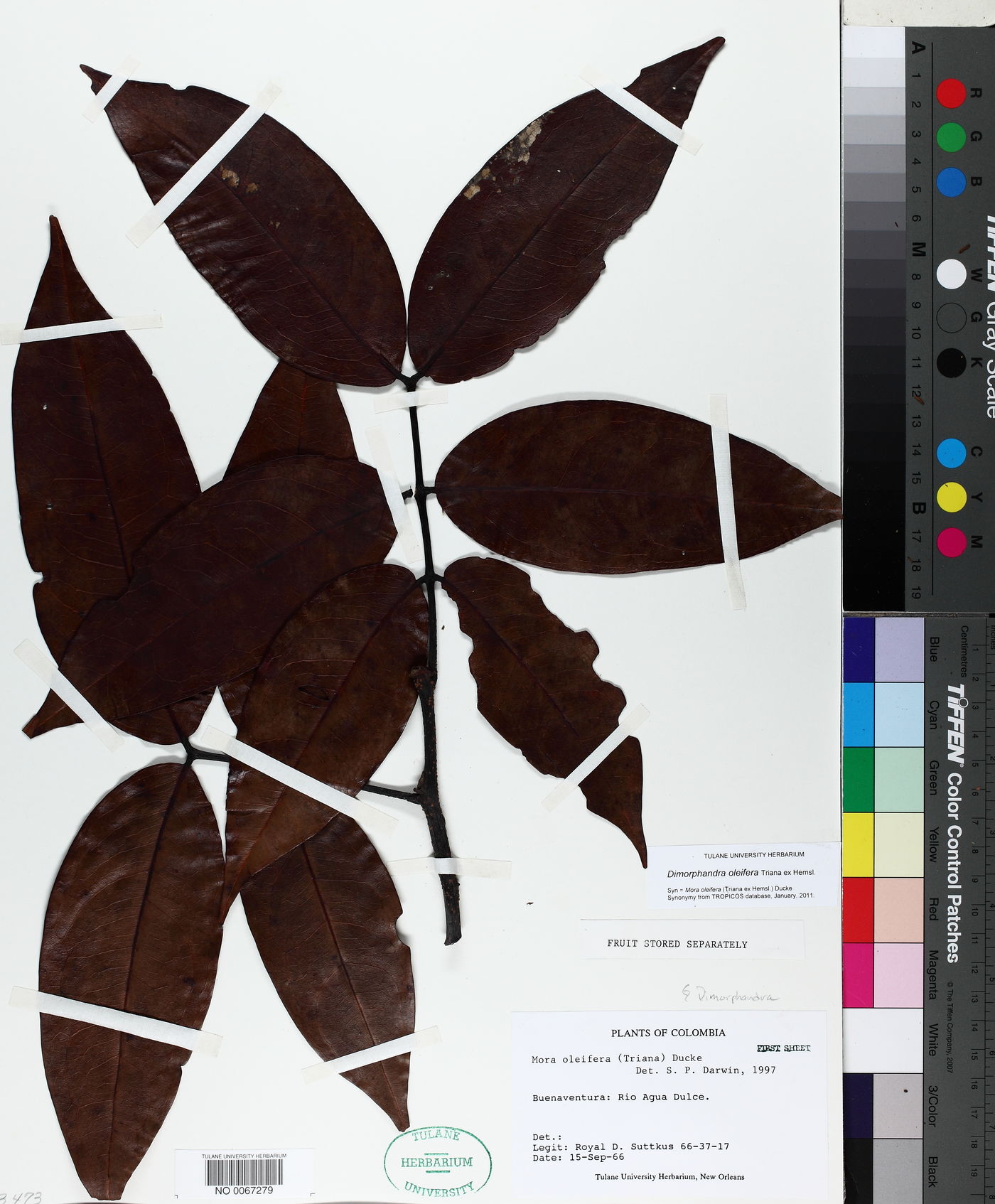 Mora oleifera image