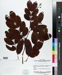 Image of Copaifera martii