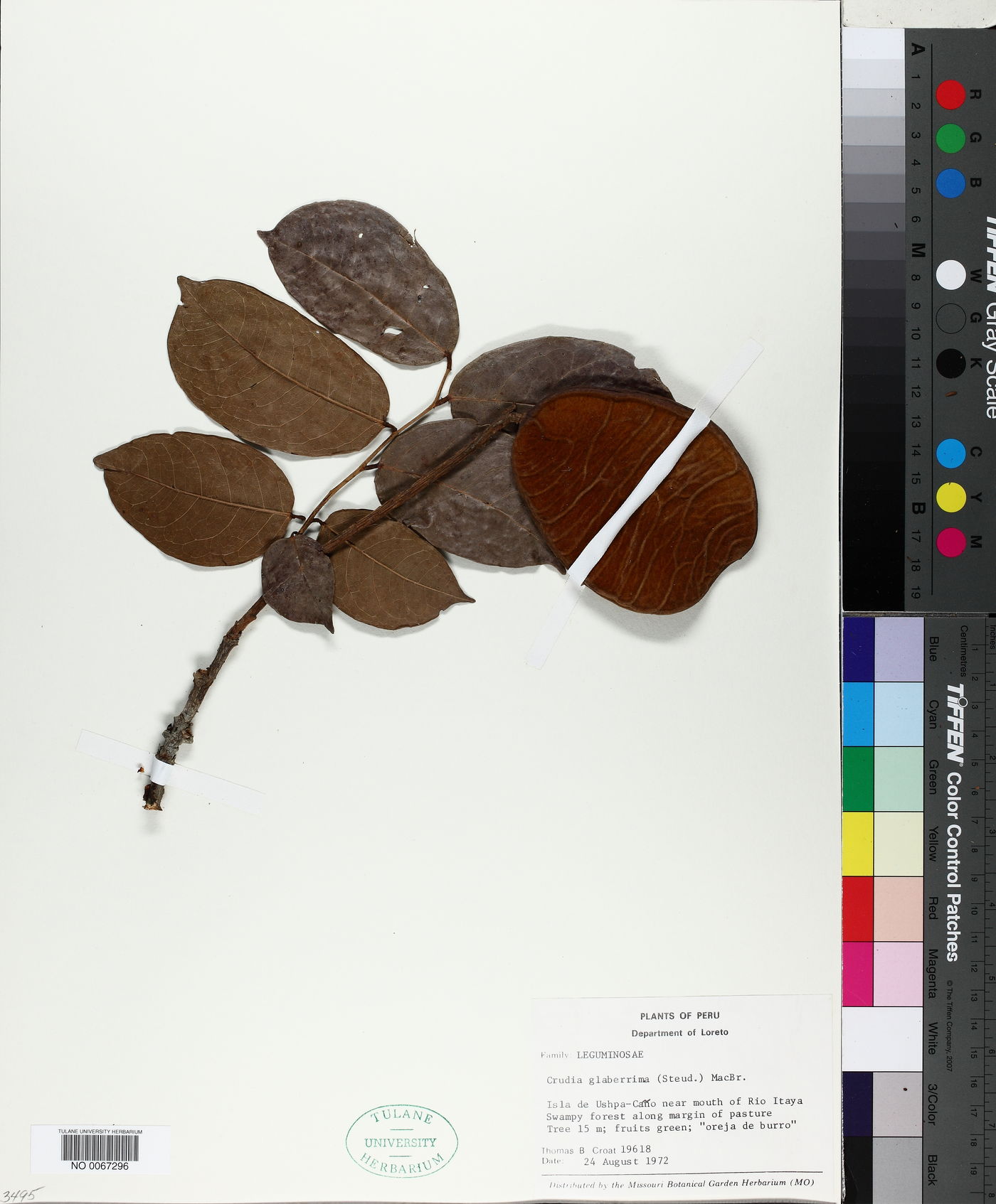 Crudia image