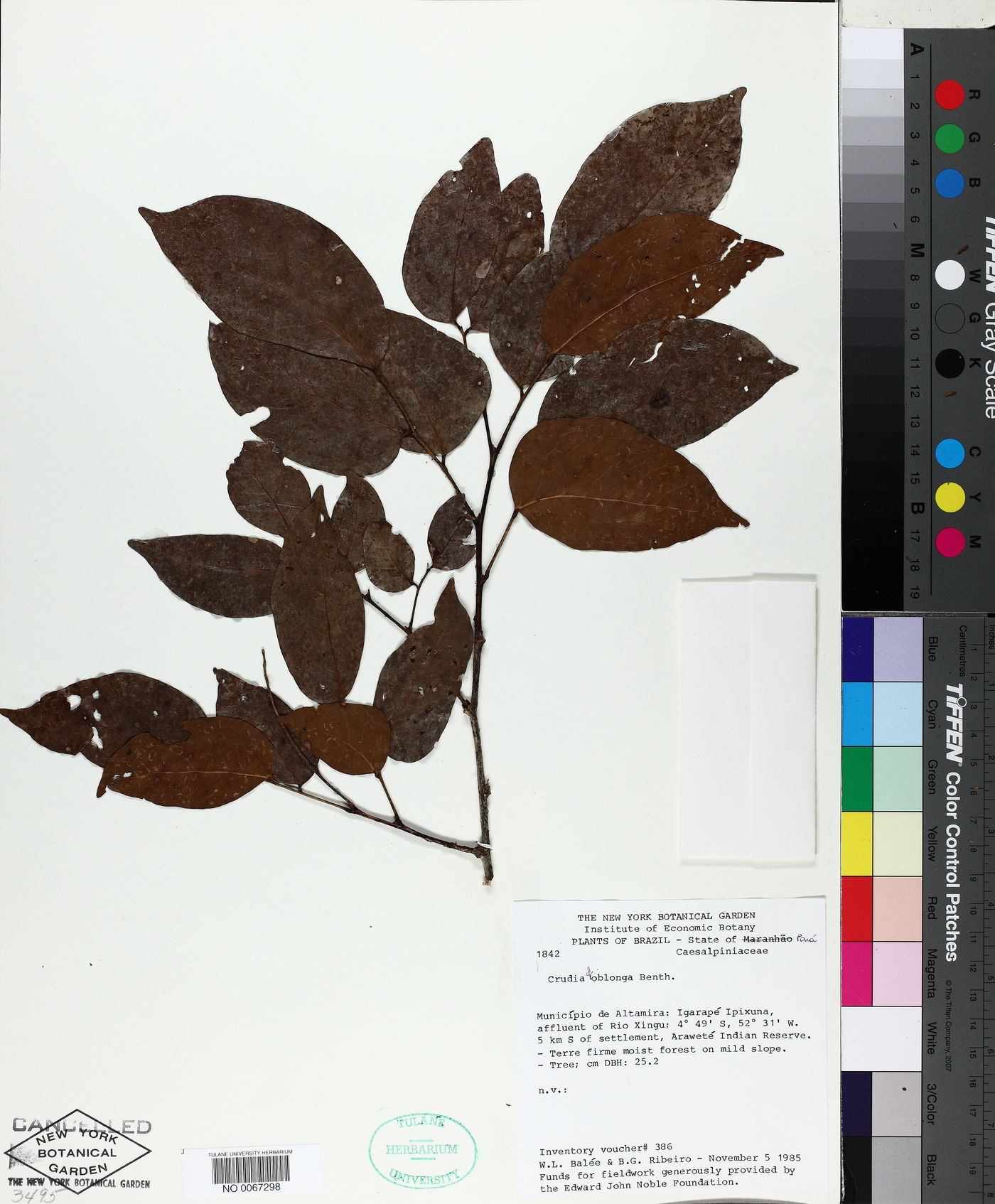 Crudia oblonga image
