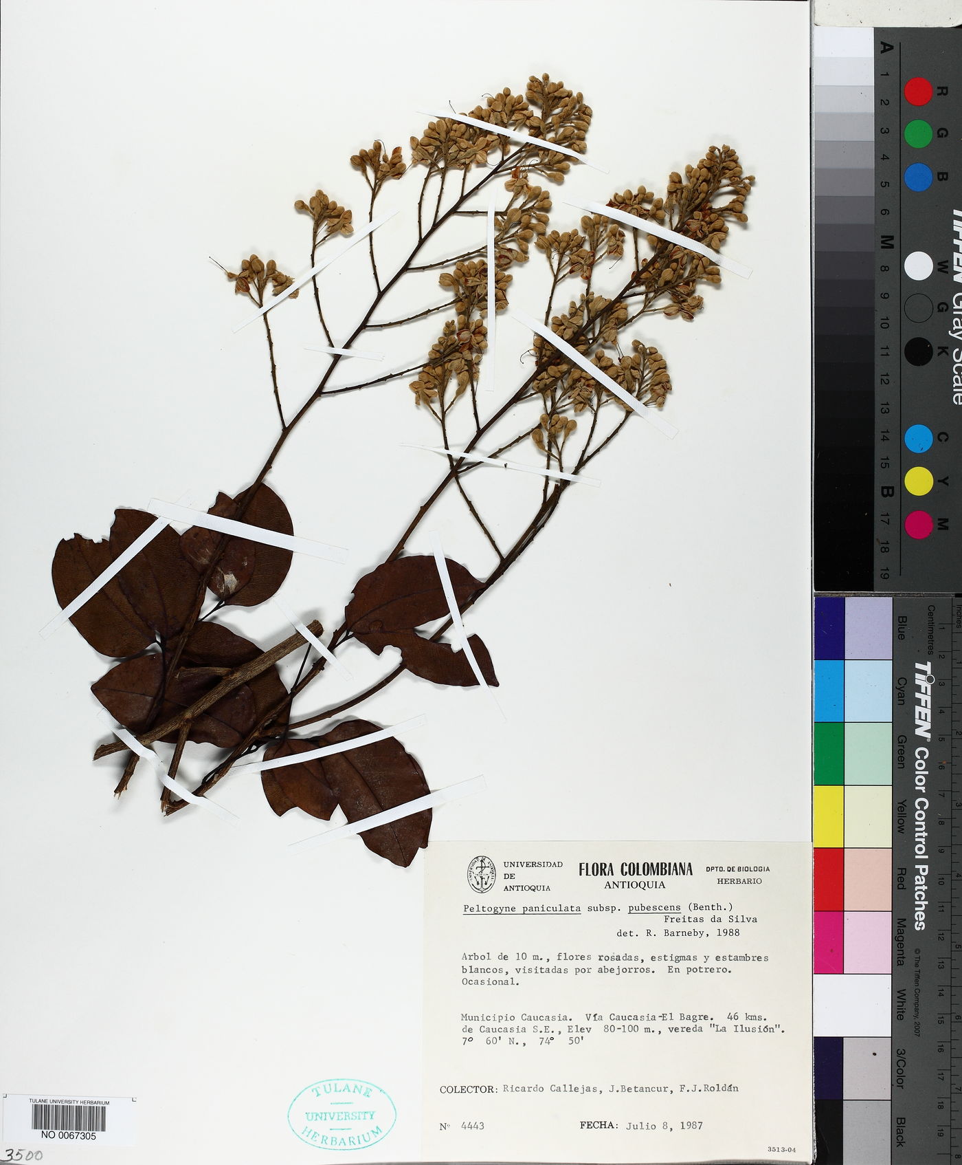 Peltogyne paniculata image