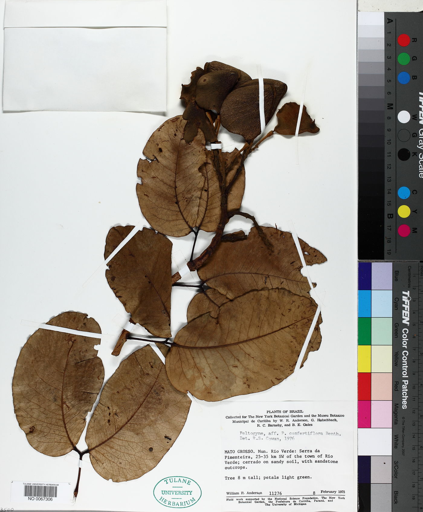 Peltogyne confertiflora image
