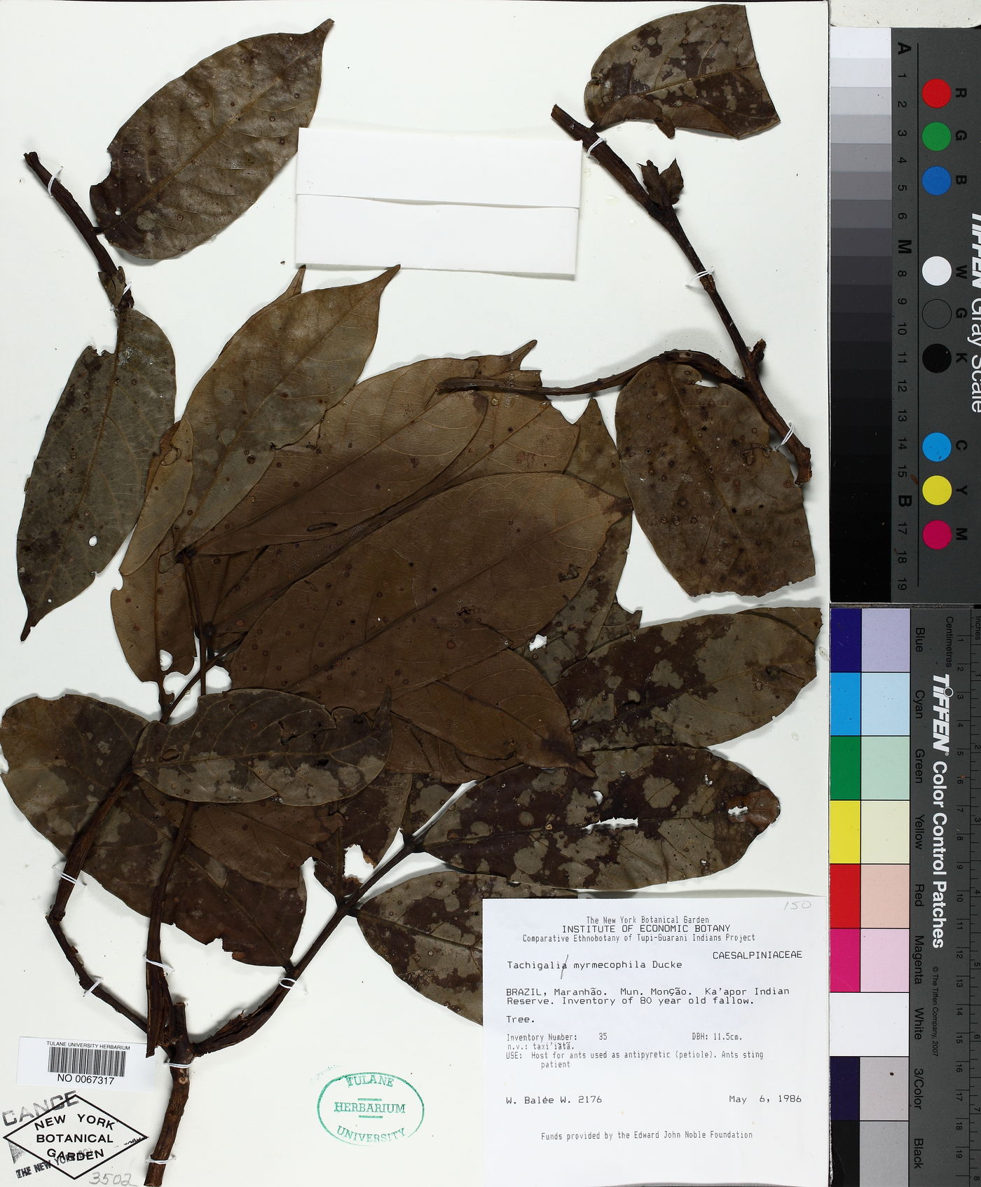 Tachigali myrmecophila image