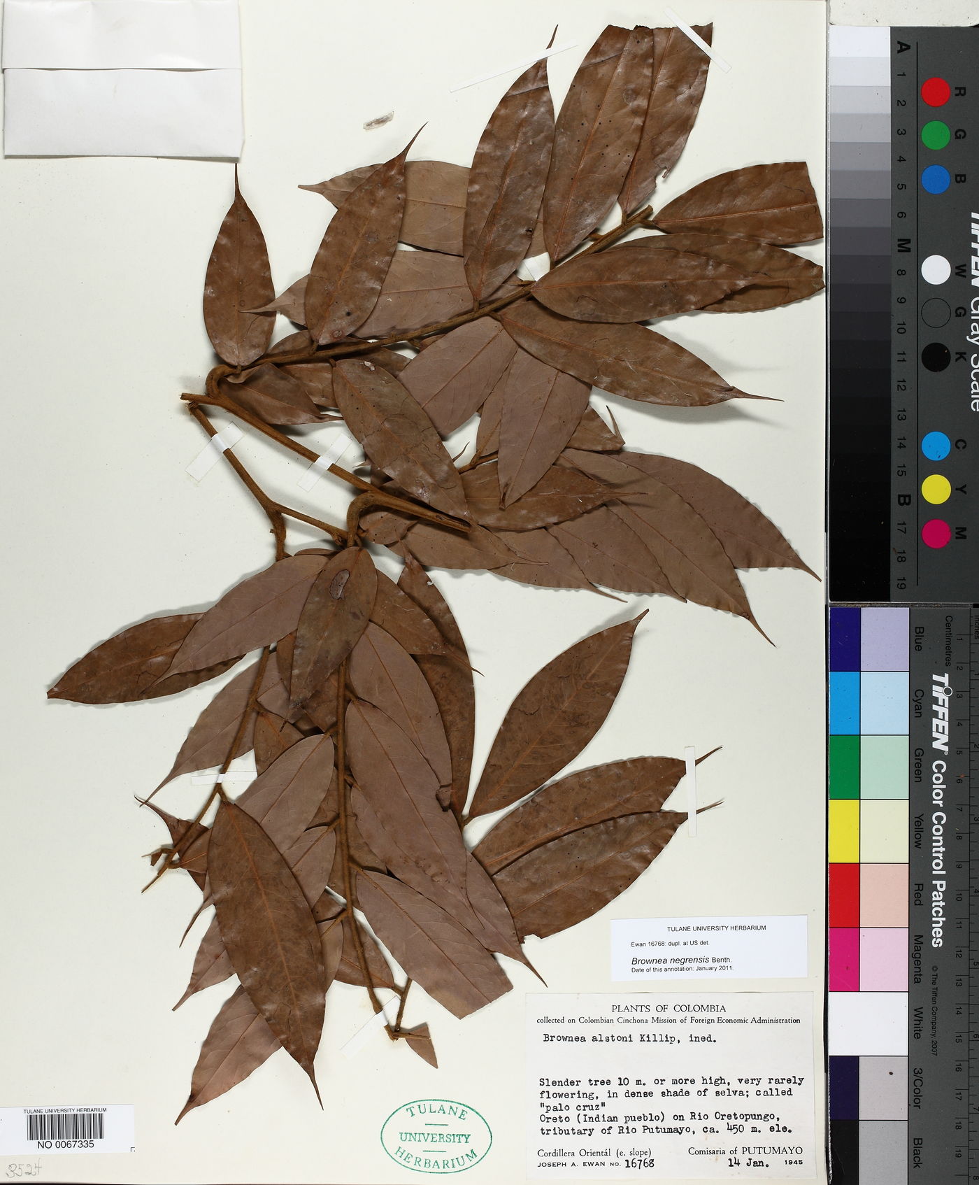 Brownea negrensis image