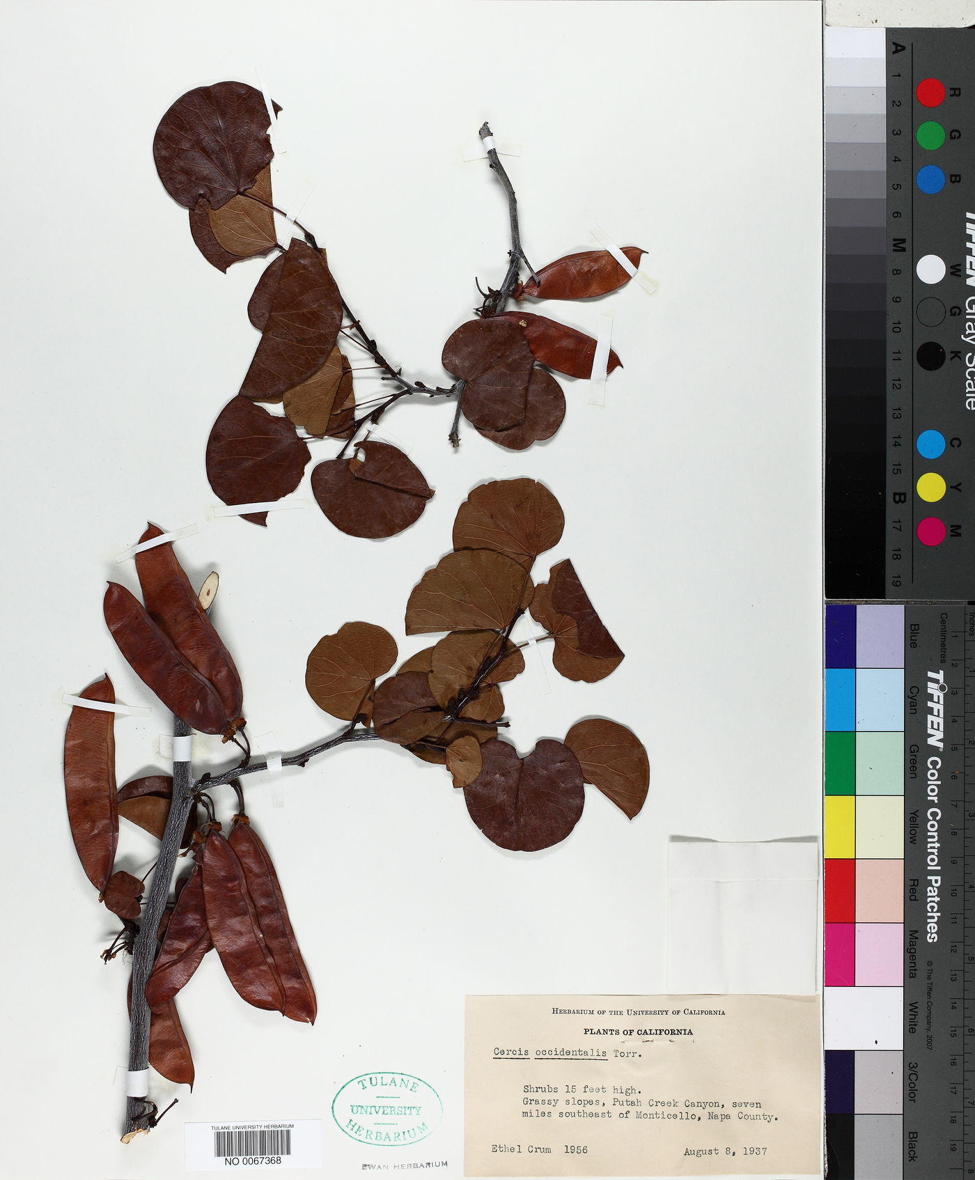 Cercis occidentalis image