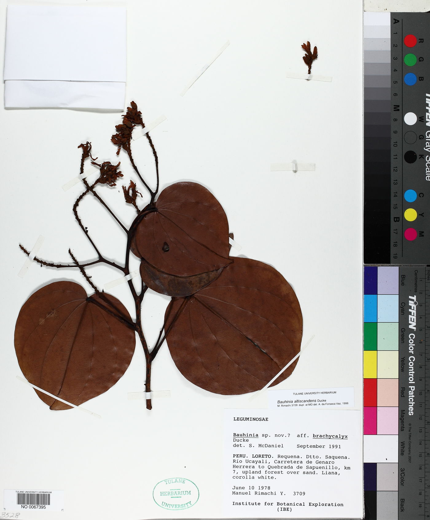 Bauhinia altiscandens image