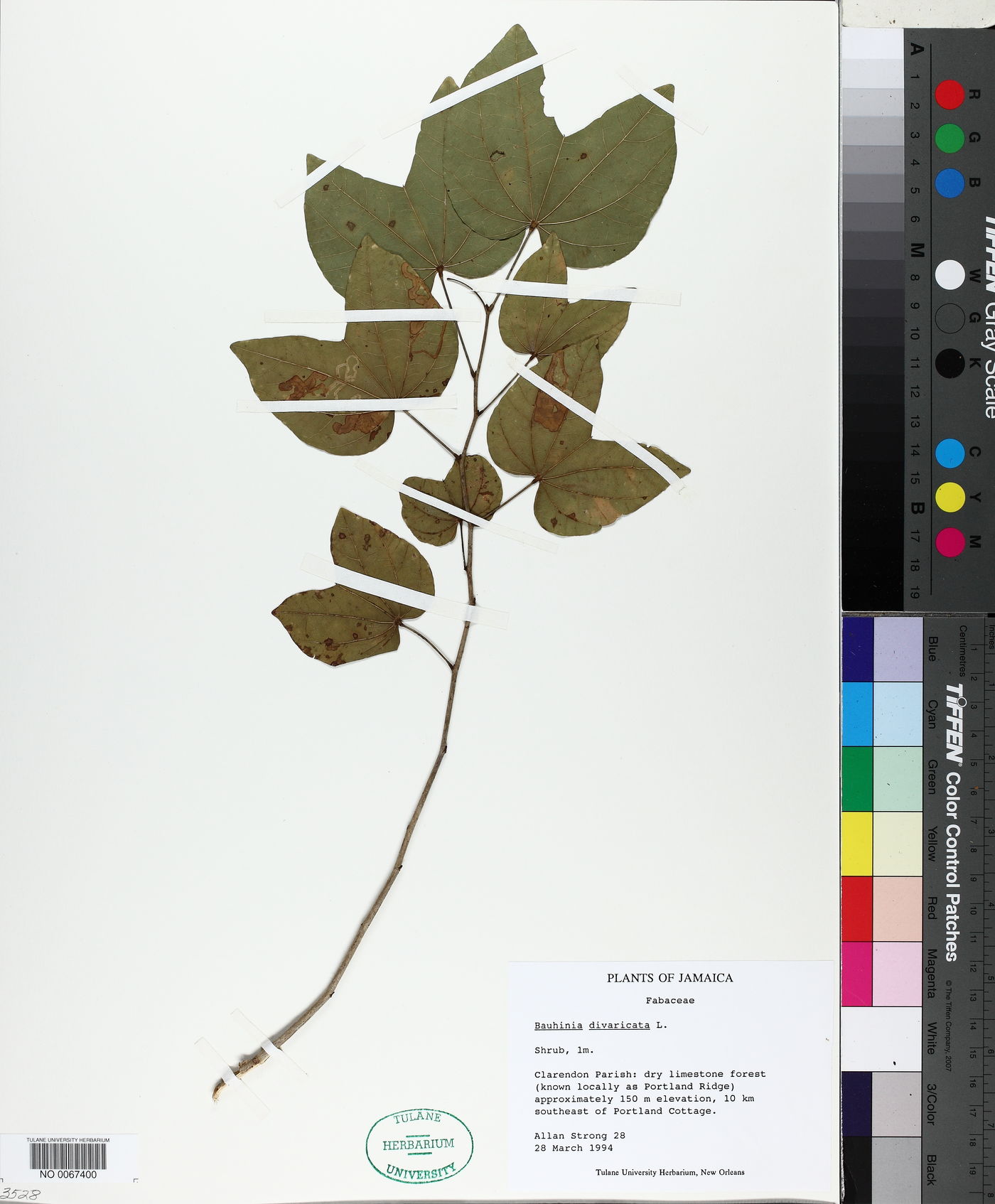 Bauhinia divaricata image