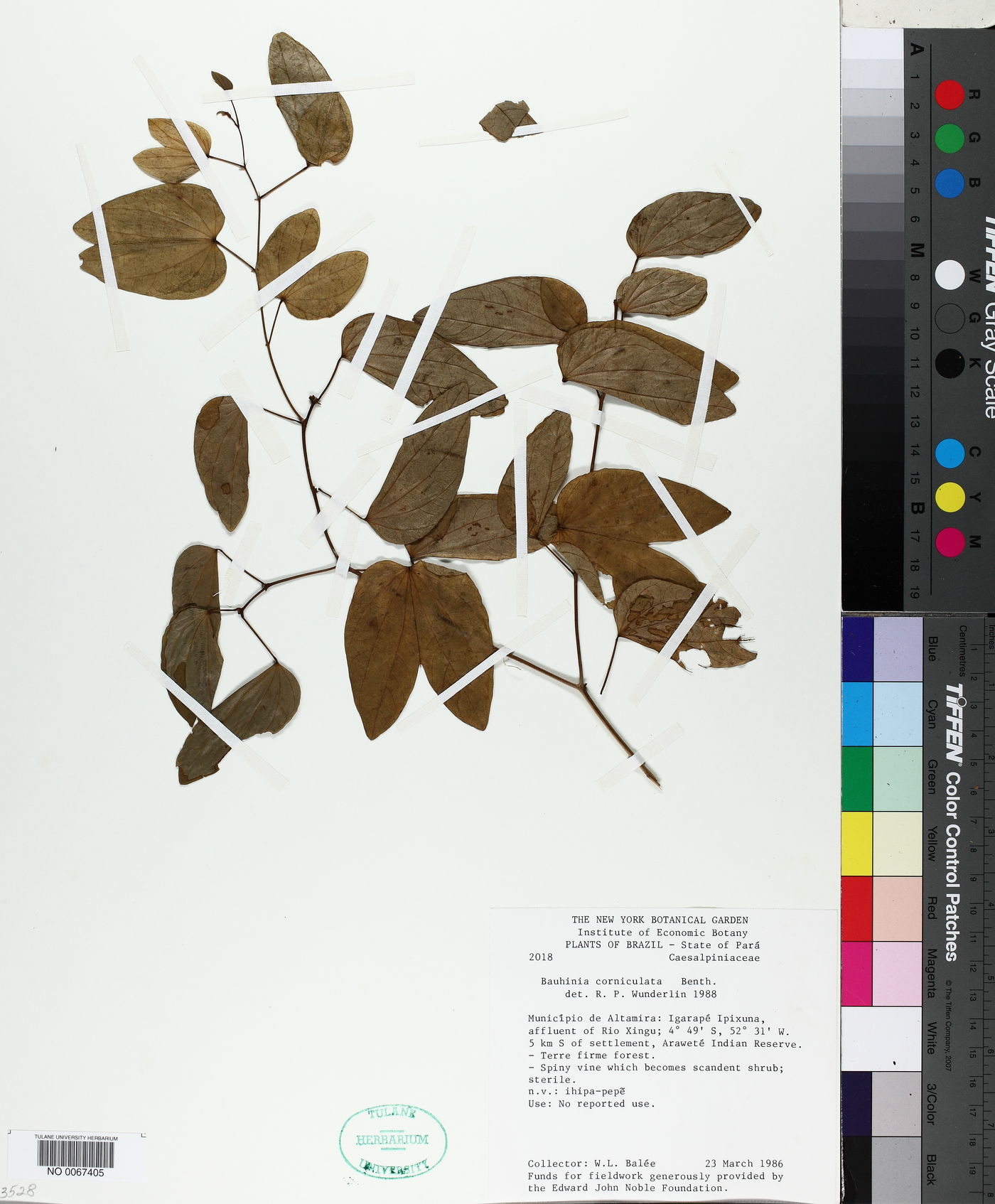 Bauhinia corniculata image