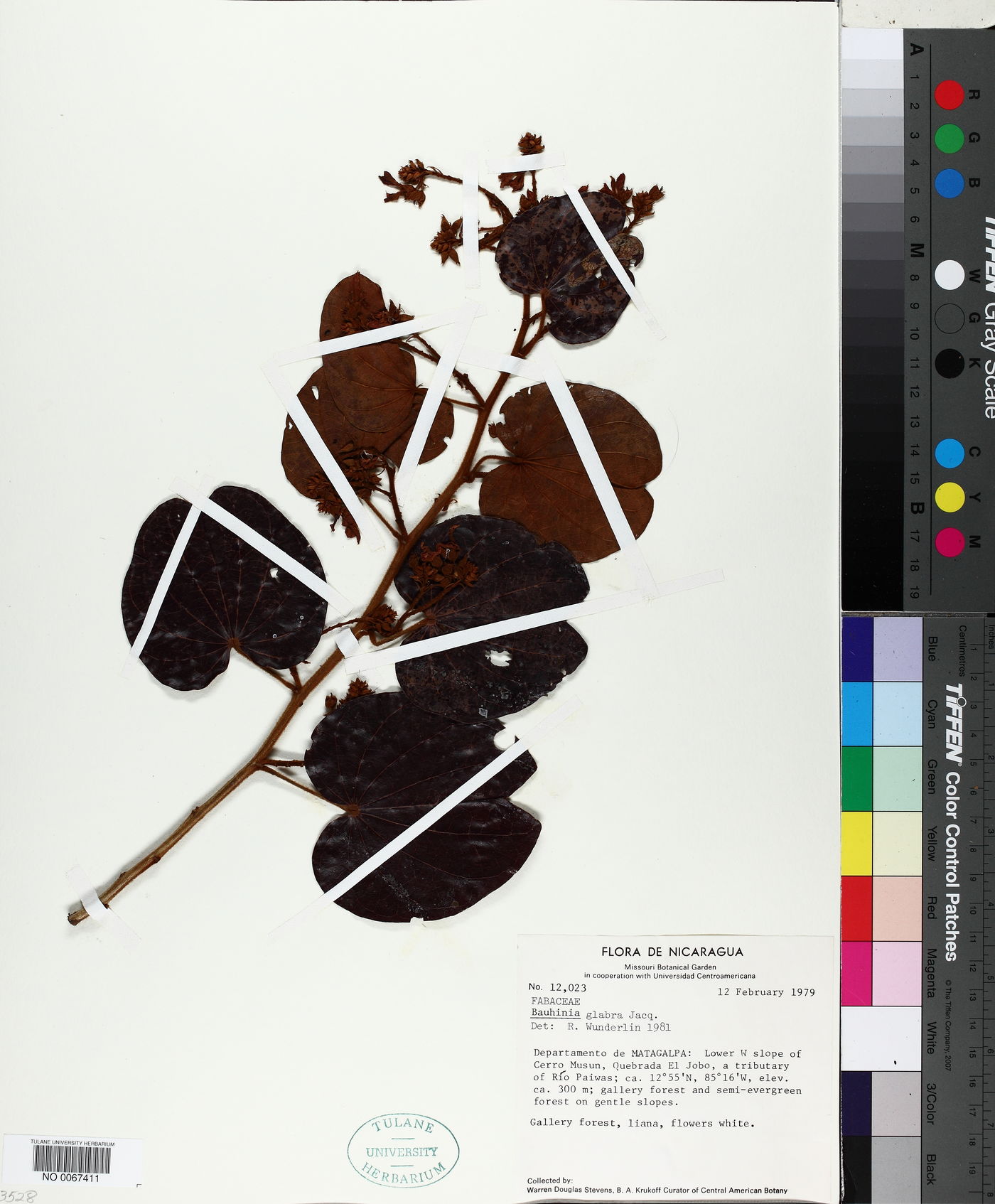 Bauhinia glabra image