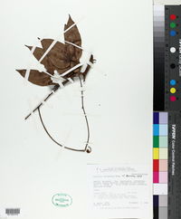 Bauhinia rubiginosa image