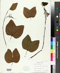 Bauhinia divaricata image