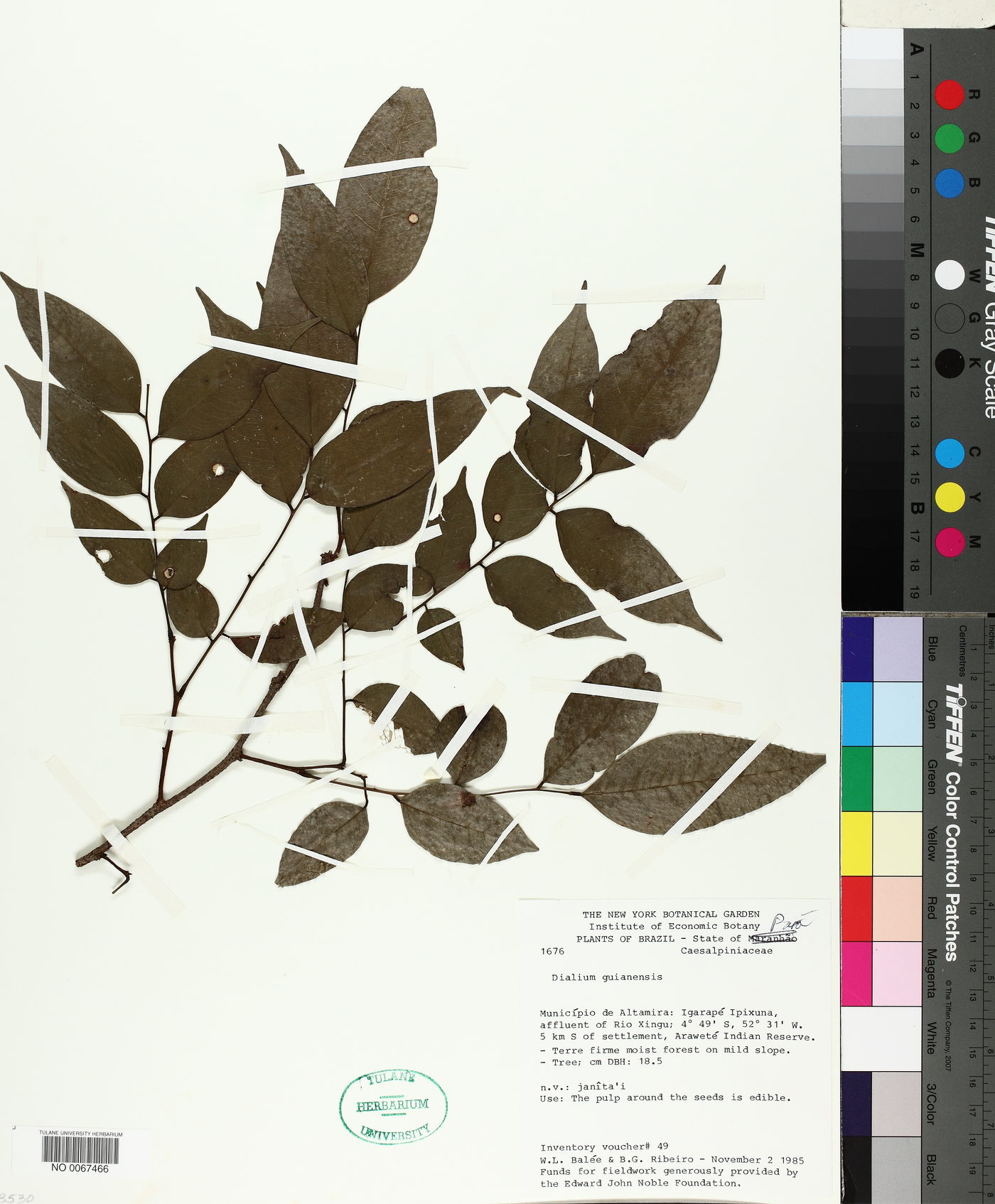 Dialium guianense image