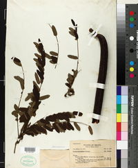 Image of Cassia ferruginea
