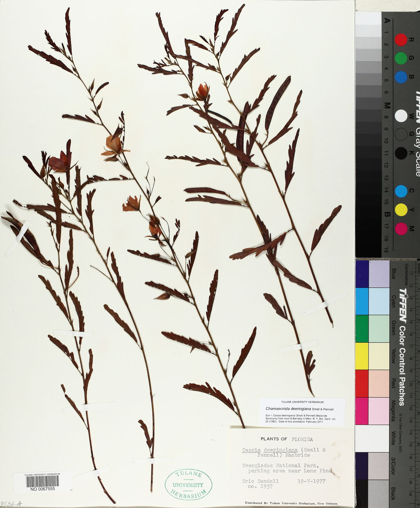 Chamaecrista deeringiana image