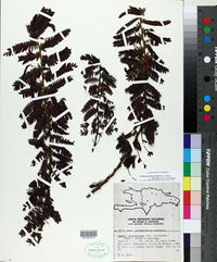 Chamaecrista glandulosa var. picardae image