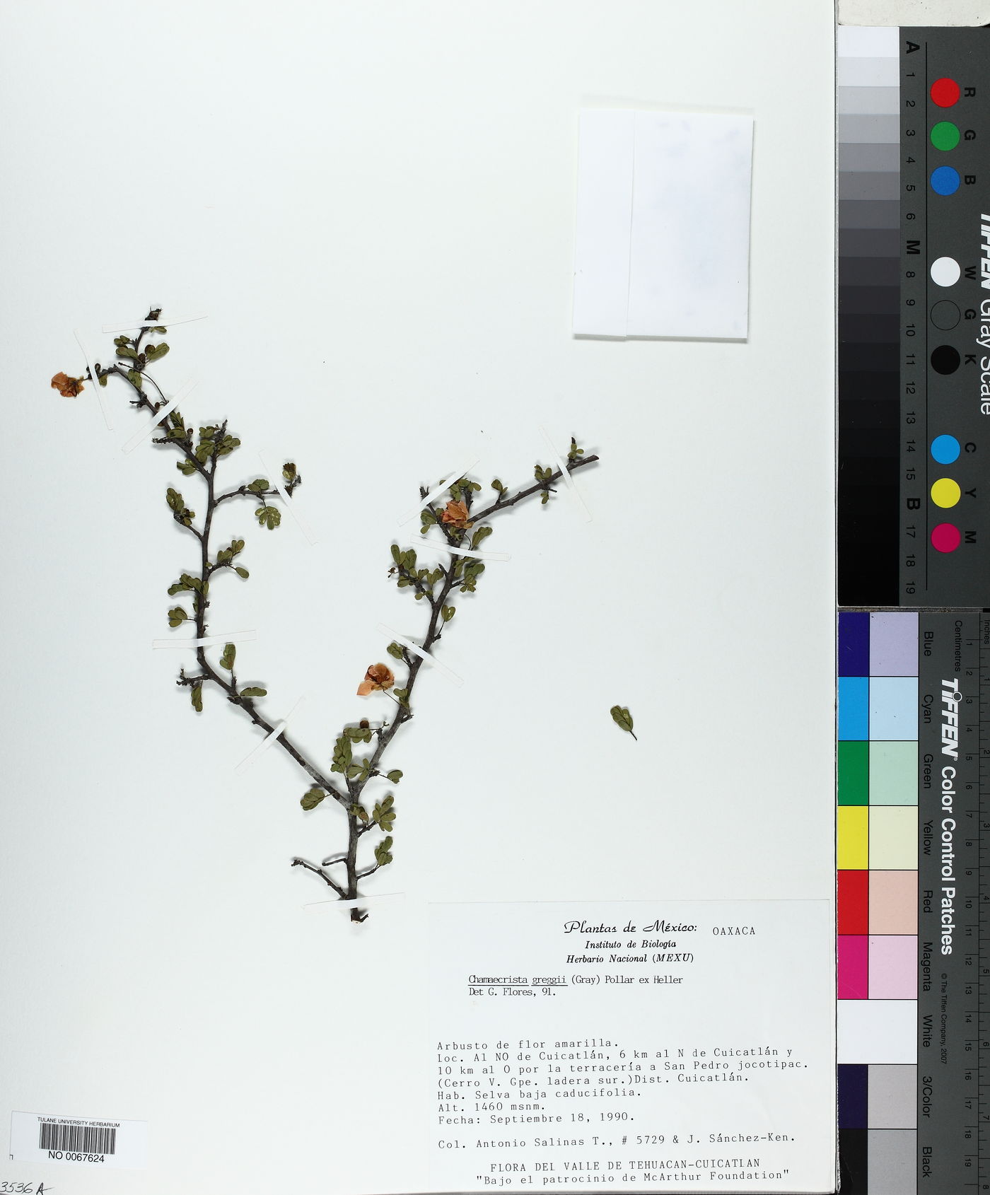 Chamaecrista greggii image