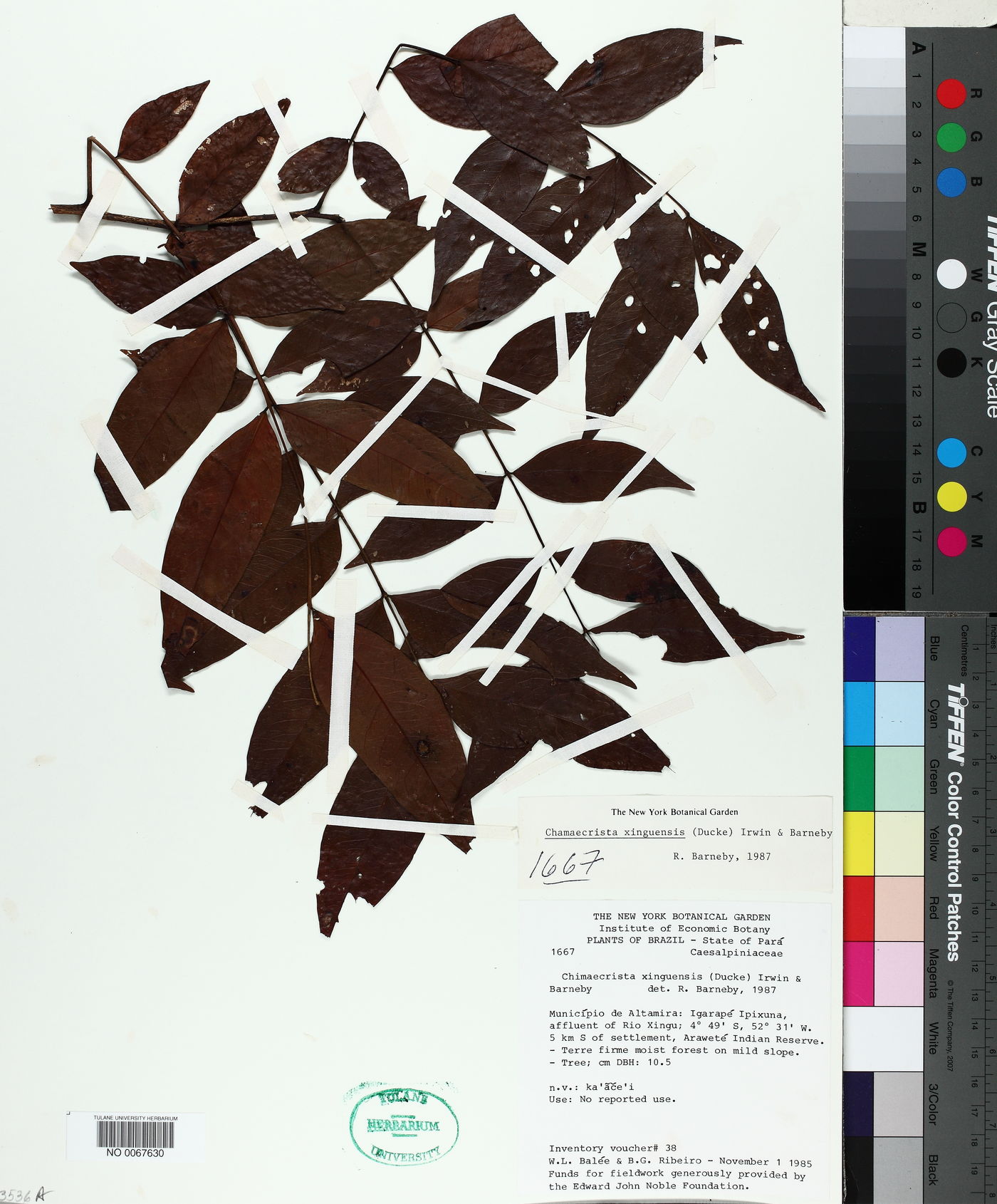 Chamaecrista xinguensis image