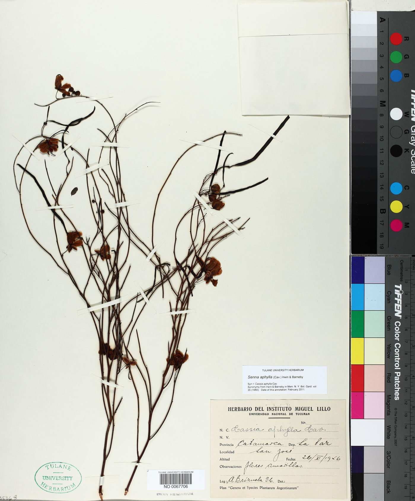 Senna aphylla image
